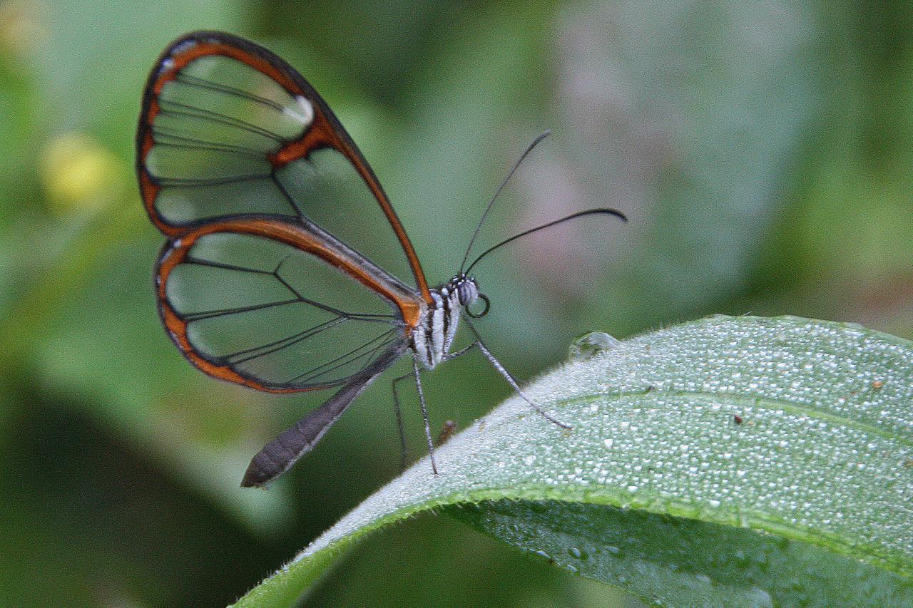 Yacutinga Lodge Puerto Iguazu Luaran gambar