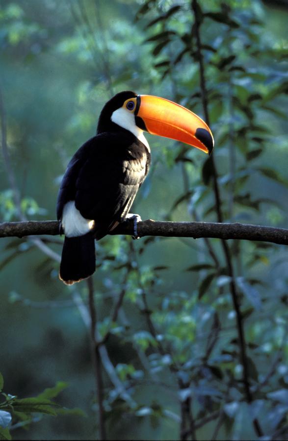 Yacutinga Lodge Puerto Iguazu Luaran gambar
