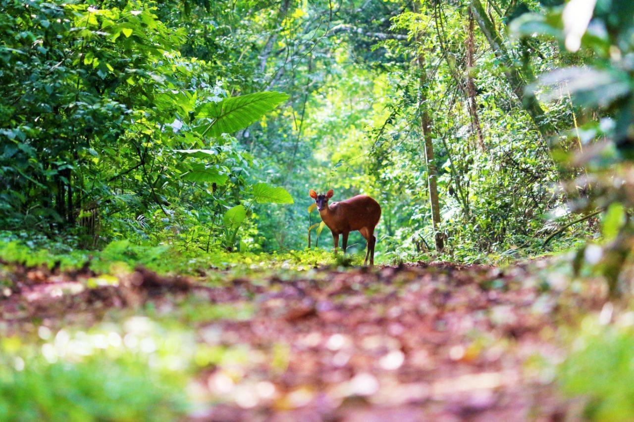 Yacutinga Lodge Puerto Iguazu Luaran gambar