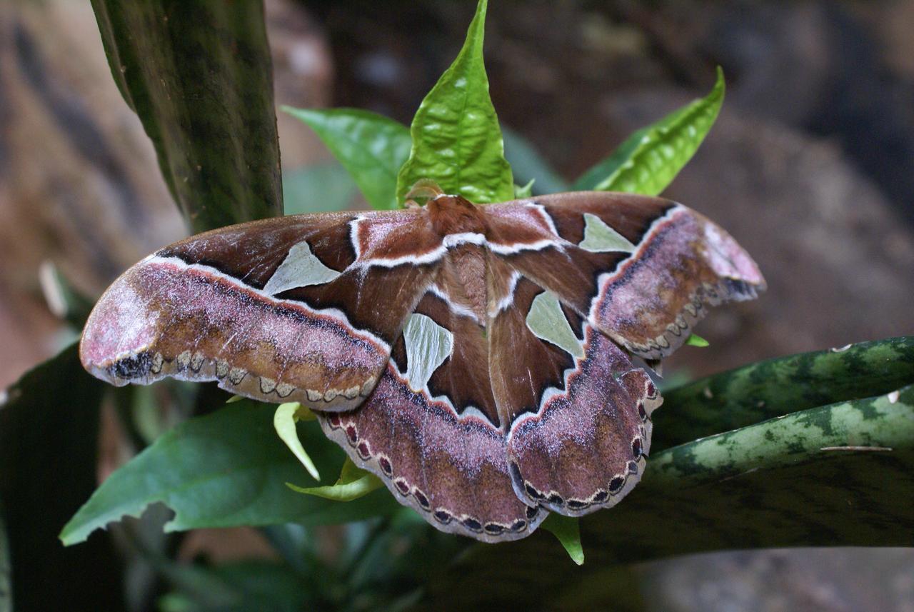 Yacutinga Lodge Puerto Iguazu Luaran gambar